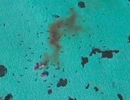Shark Bay, Australia: squali tigre a banchetto su una megattera