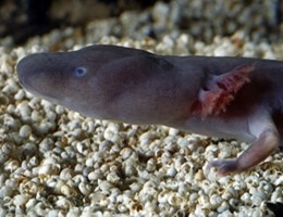 P_anguinus_parkelj-head