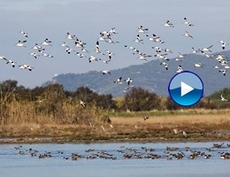 Ambiente, viaggio nel paradiso italiano degli uccelli migratori