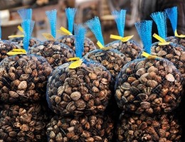 molluschi-crostacei-3