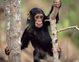Scimmia cade su trasformatore, maxi blackout in tutto il Kenya