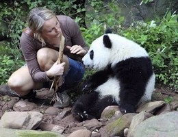Approda al cinema il family film Sneezing Baby Panda