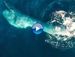Nuova Zelanda, spettacolo delle balene di Bryde ripreso dal drone