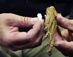 Sudafrica, scoperto osso umano 1,7 milioni di anni con tracce cancro