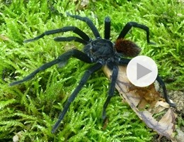 tarantola Kankuamo-marquezi