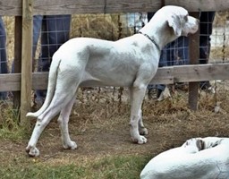 CANE DOGO ARGENTINO