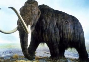 I-Mammut-