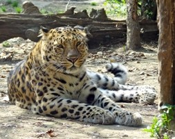 Leopardo_