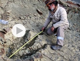 Bolivia, scoperta l'impronta di un enorme dinosauro carnivoro