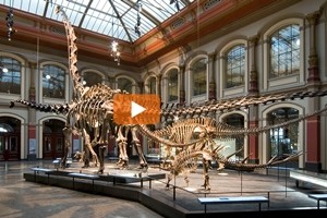 I dinosauri prendono vita al Museo di scienze naturali a Berlino