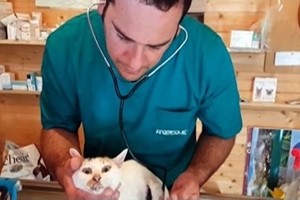 Terremoto a Amatrice: viva dopo 12 giorni la gatta Carina, ricoverata in clinica