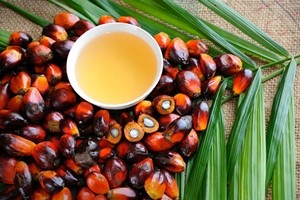 Studio, l’olio di palma? Ha proprietà anti tumorali
