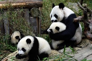 Buone notizie dalla Cina: panda gigante non è più specie a rischio