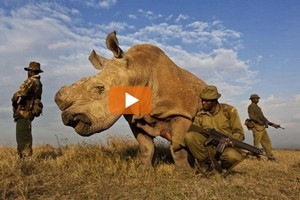 rinoceronti-bracconaggio