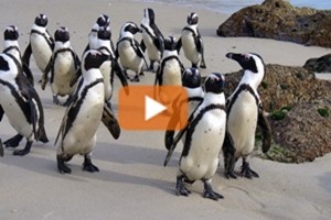 39784_pinguini_a_passeggio_citta_del_capo