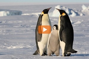 In Antartide nascerà l'area protetta più grande al mondo