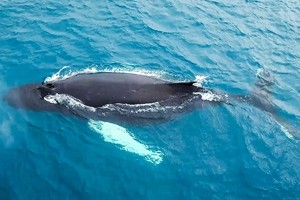 Balene nuotano e giocano nell'Oceano Artico, spettacolo dal drone