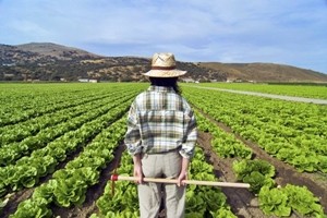 Tsunami sull'agricoltura: "In 10 anni persi 14 miliardi di euro". Le cifre di Coldiretti