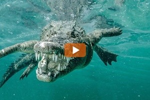 Australia, coccodrilli di mare: icona nazionale, ma spesso letale