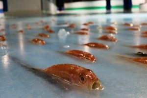 Cinquemila pesci congelati, chiude in Giappone pista di pattinaggio