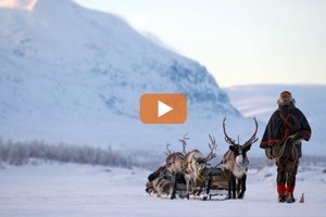 Svezia, la transumanza delle renne minacciata da nemici insidiosi