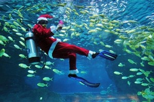 Babbo Natale sub nuota fra i pesci dell'acquario di Parigi
