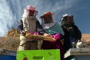 Regine delle api: il miele aiuta l'indipendenza delle afgane