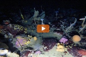 Australia: la vita sotto il ghiaccio ripresa da un drone sub