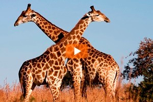 Le giraffe africane nella lista delle specie in via d'estinzione