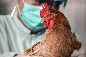Aviaria, Giappone inizia soppressione di 210.000 capi di pollame