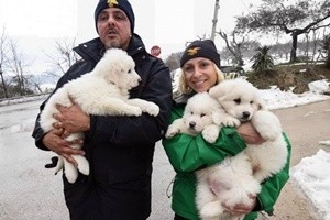 Rigopiano, salvati i 3 cuccioli di Abruzzese dell’hotel