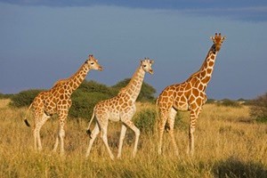 Le giraffe africane nella lista delle specie in via d'estinzione