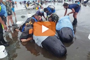 Oltre 400 balene pilota si sono arenate in Nuova Zelanda
