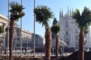 Palme bruciate in piazza Duomo a Milano, individuati responsabili