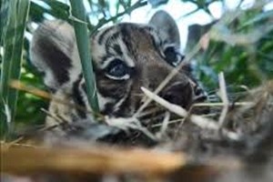 Quattro cuccioli di tigre Bengala, speranza per specie a rischio