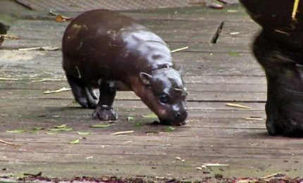 Australia, il bagno del piccolo ippopotamo pigmeo