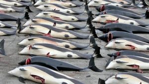 La mattanza continua 333 balene uccise dalla flotta giapponese