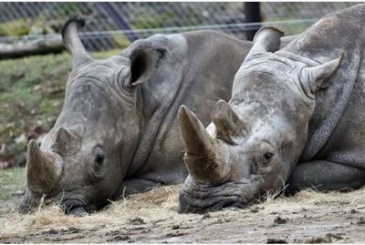 Zoo belga accorcerà corna rinoceronti dopo uccisione in Francia