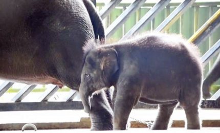 Presentata elefantina di un anno allo zoo di Singapore