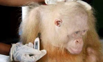 Una Ong in Borneo salva un raro esemplare di orangotango albino