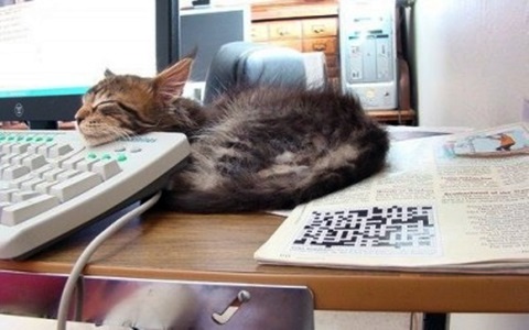Portate il gatto in ufficio, allevia lo stress e rende produttivi