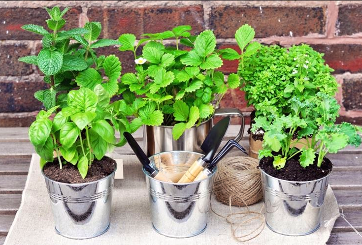 Sette erbe per il vostro orto sul balcone, ecco come fare