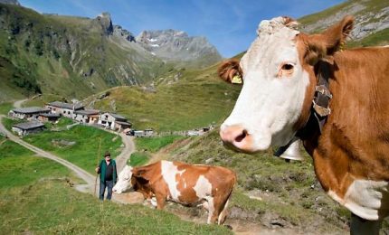 Austria, mucche killer sgozzano escursionista su Alpi tirolesi