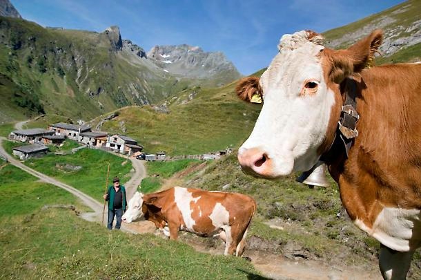 Austria, mucche killer sgozzano escursionista su Alpi tirolesi