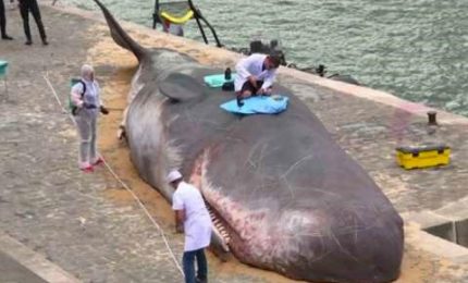 'Balena' morta a Parigi per allertare sull'ambiente