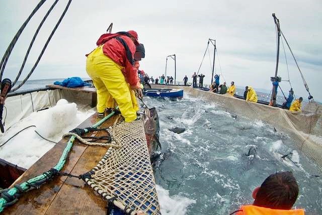 Favignana sogna la sua tonnara, dal 2018 potrebbe risorgere la storica attività legata ai Florio