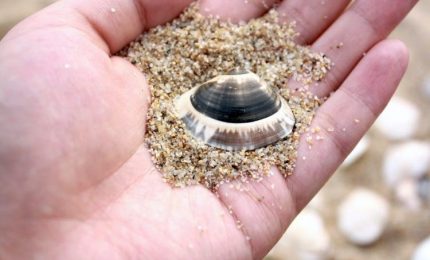 Sabbia, sassi o conchiglie come souvenir? In Sardegna multe fino a 3mila euro