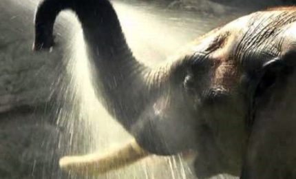 Il bagno anti-Lucifero degli elefanti allo zoo di Vienna