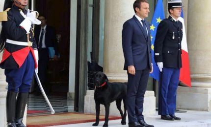 Nemo, il cane dell'Eliseo adottato da Macron