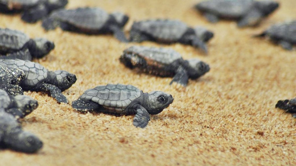 Taranto, dopo due mesi di incubazione nate 16 tartarughe ‘Caretta caretta’